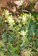 Image of Melampyrum carstiense (Ronn.) Fritsch