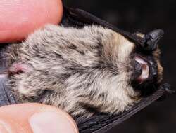 Image de Pipistrelle de Savi