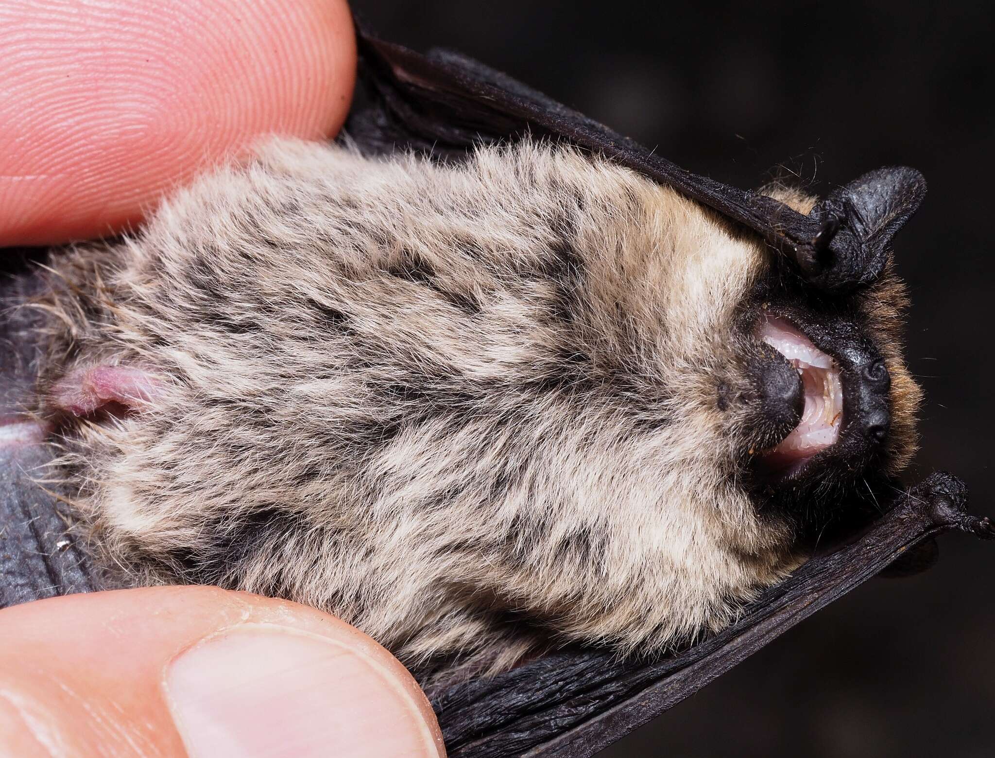 Image of Savi's Pipistrelle