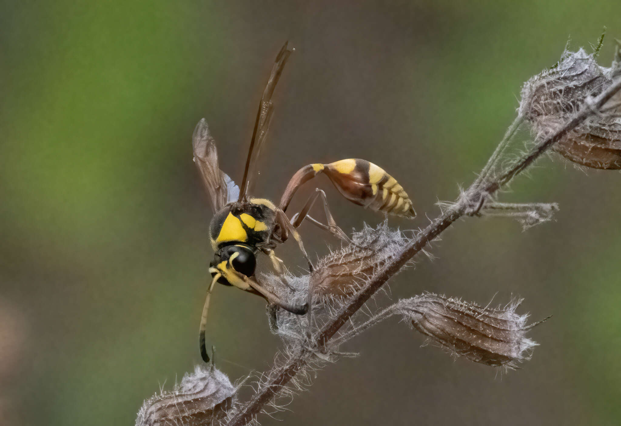 Image of Yellow and black potter wasp