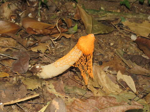 Image of Phallus cinnabarinus (W. S. Lee) Kreisel 1996