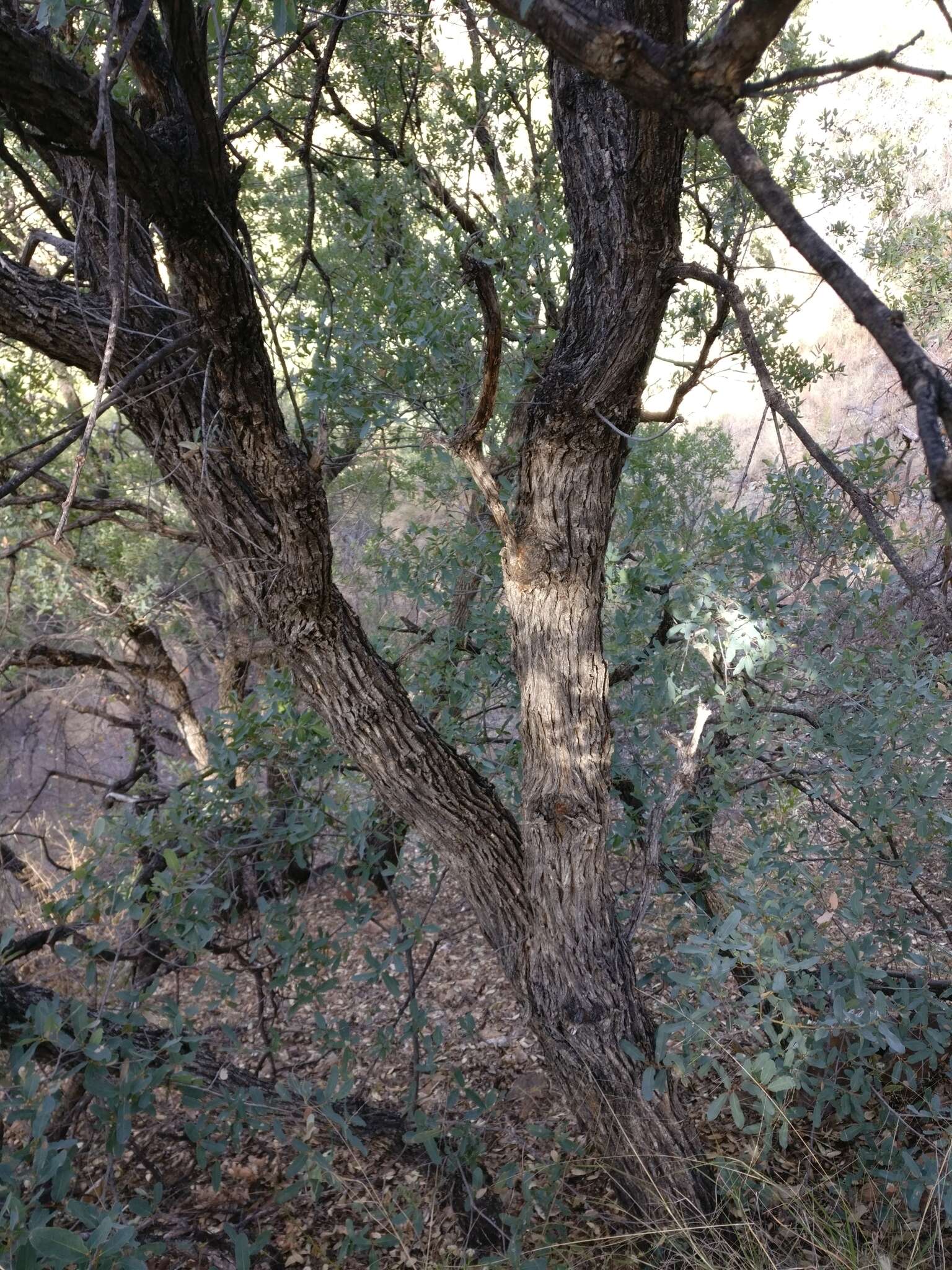 صورة Quercus oblongifolia Torr.