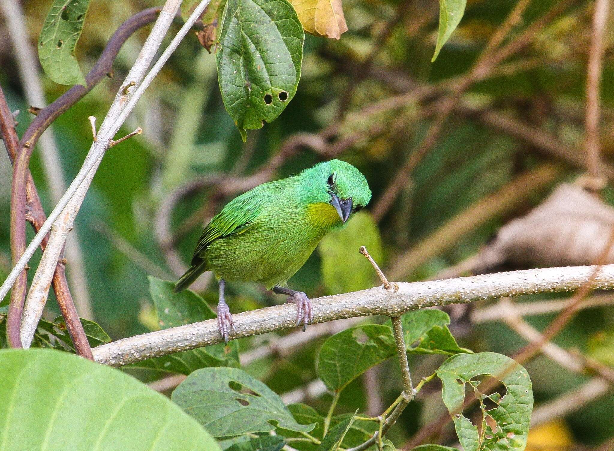 Image of Green Shrike-Vireo