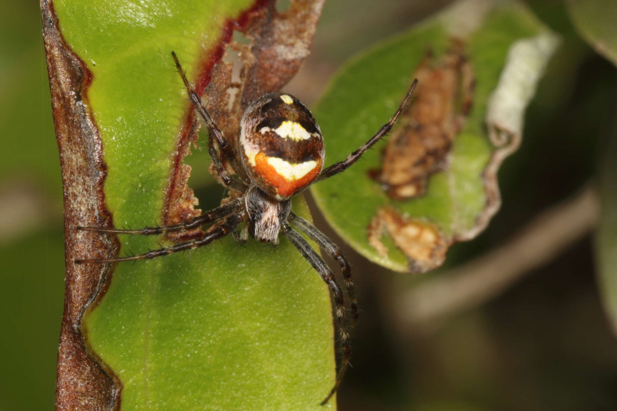 Image of Novaranea queribunda (Keyserling 1887)