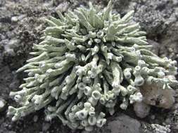 Image of Bouquet Sea-Fog Lichen