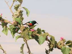 Image of Eastern Double-collared Sunbird