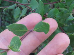 Image of southern honeysuckle