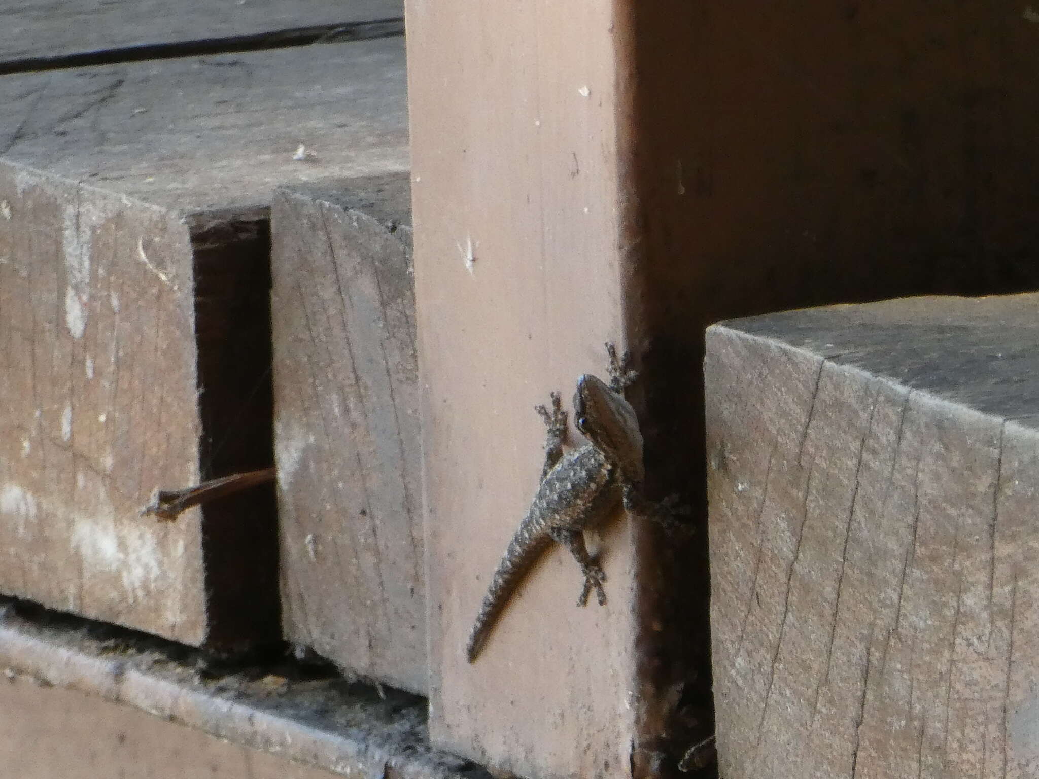 Image of Angulated dwarf gecko