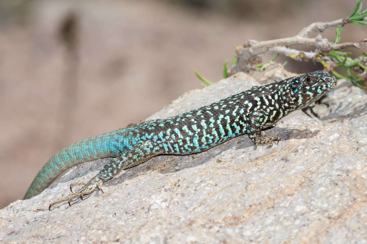 Plancia ëd Liolaemus nigroviridis Müller & Hellmich 1932