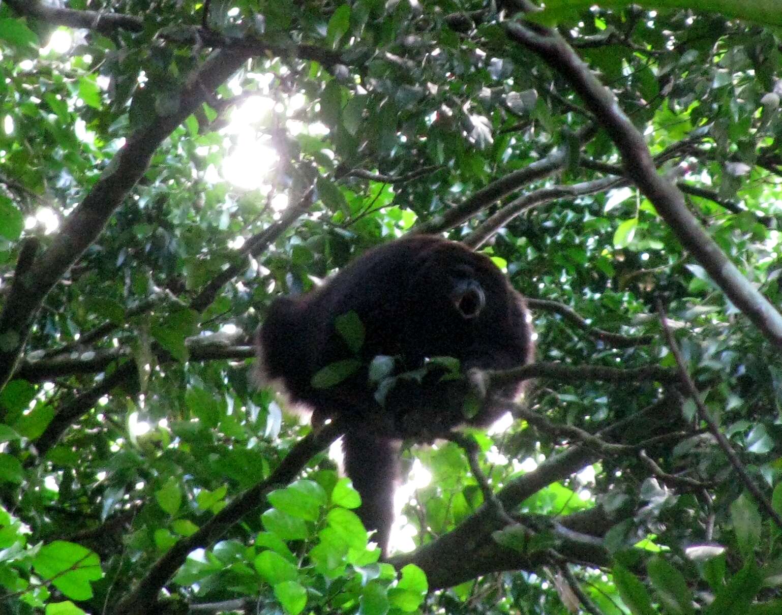 Image of Ecuadorian Mantled Howling Monkey