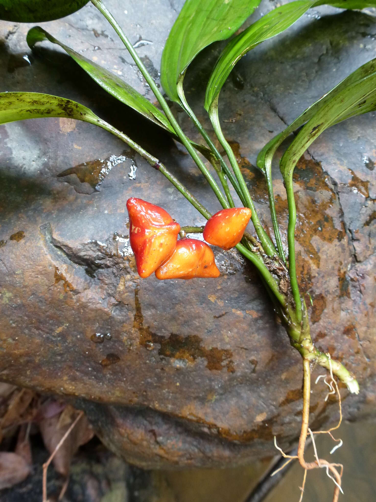 Image of Dracaena praetermissa Bos