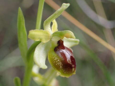 Image of Ophrys sphegodes subsp. araneola (Rchb.) M. Laínz