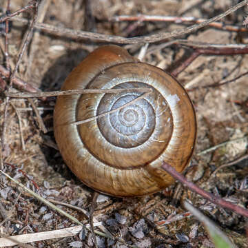 Image of Portugala E. Gittenberger 1980