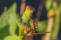 Image of Polistes diabolicus de Saussure 1853