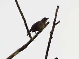 Image of Grayish Saltator