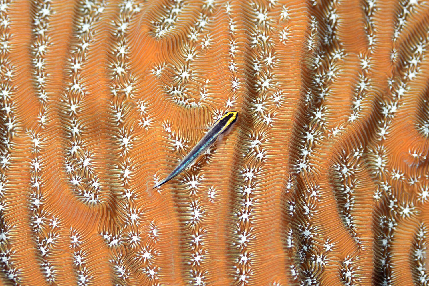 Image of Shark nose goby