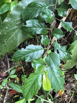 Image of Rhamnus formosana Matsum.