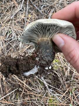 Image of Hygrophorus caeruleus O. K. Mill. 1984