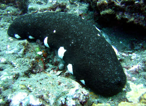 Image of Black Teatfish