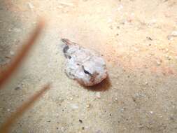 Image of Little gurnard perch