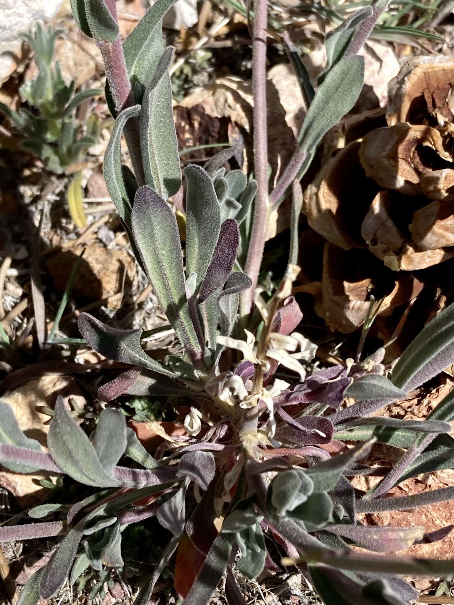 Image of sicklepod rockcress