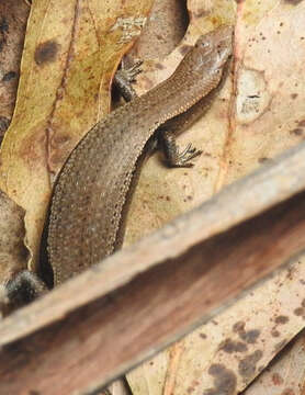 Image of Southern Forest Cool-skink