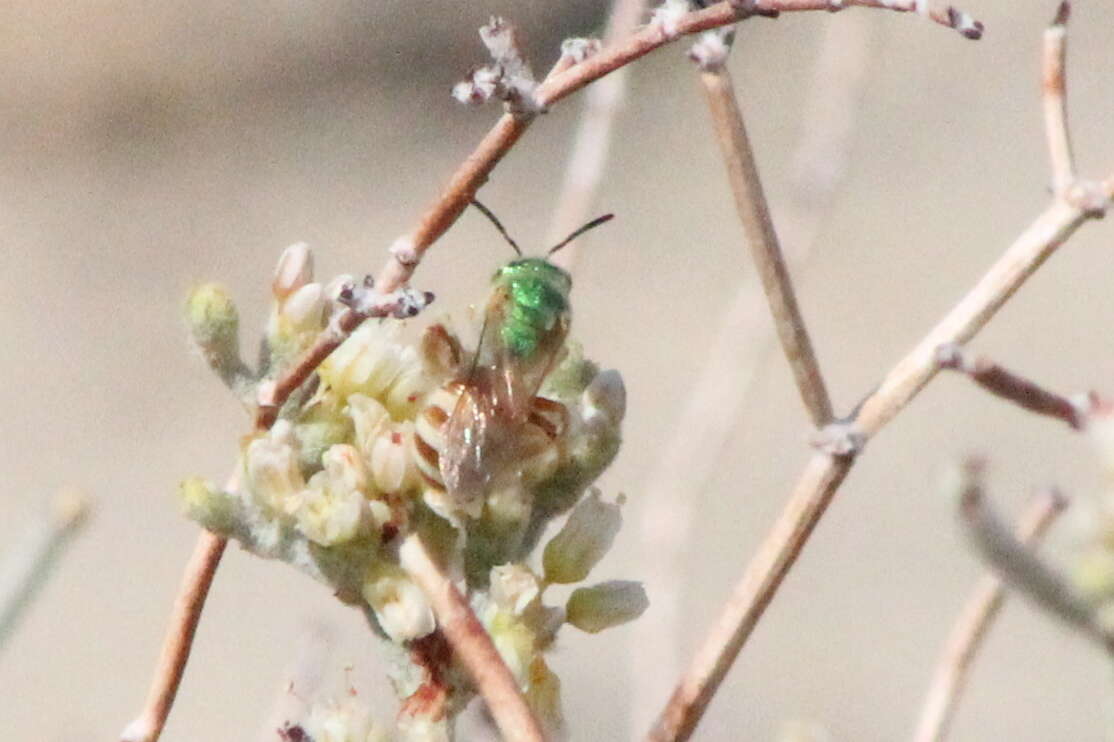 Agapostemon melliventris Cresson 1874的圖片