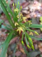 Image of Grass orchids