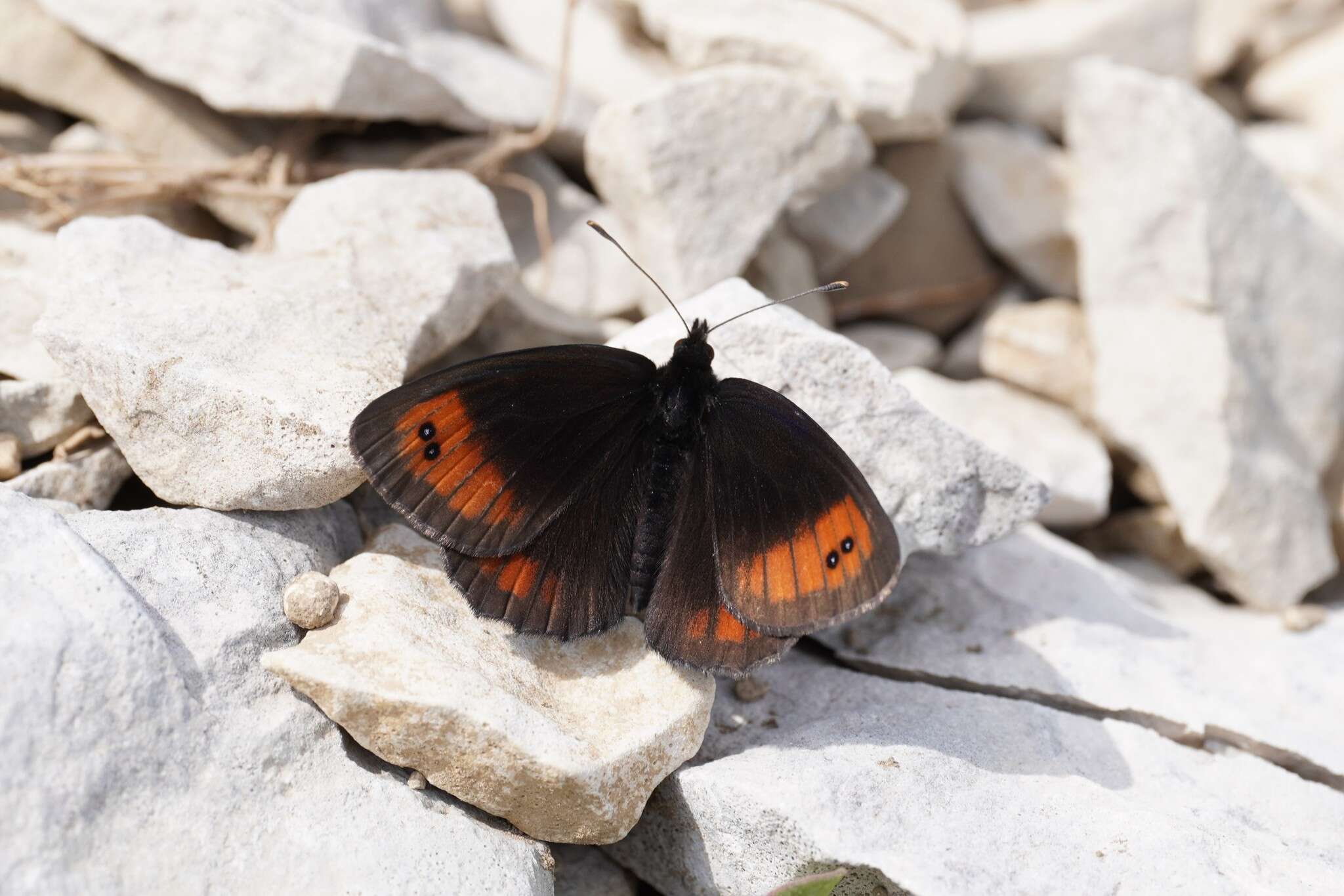 Image of Larche Ringlet