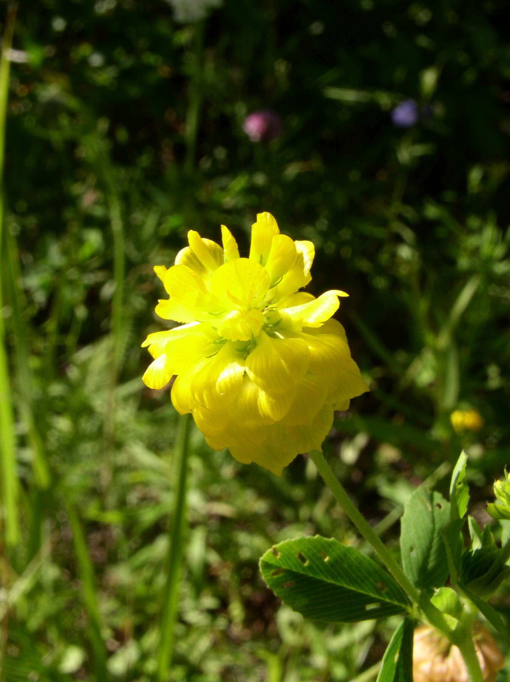 Plancia ëd Trifolium aureum Pollich