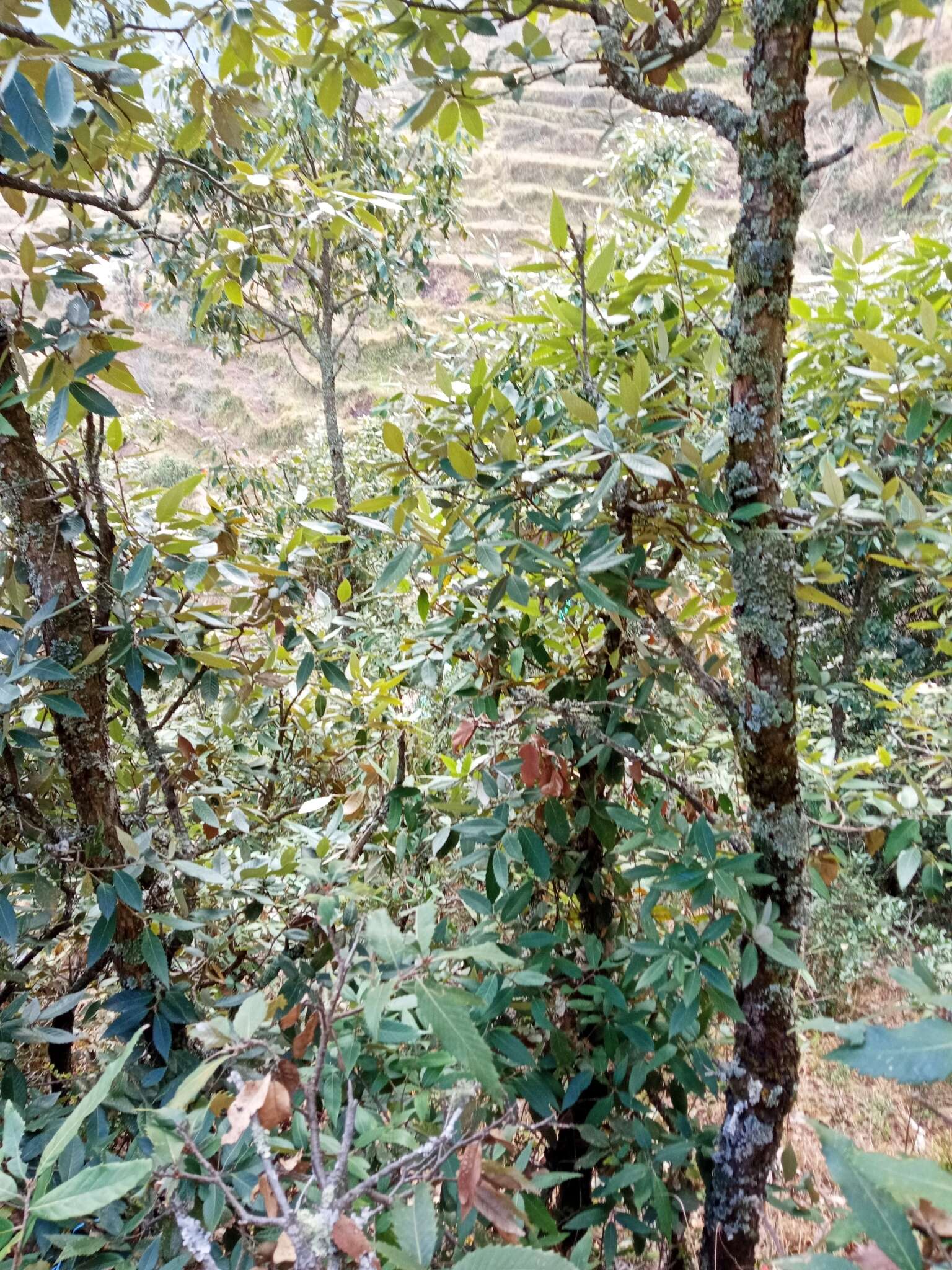Image of Quercus oblongata D. Don