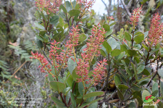 Image de Weinmannia elliptica Kunth