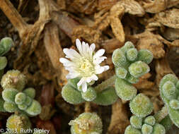 Imagem de Drosanthemum luederitzii (Engl.) Schwant.