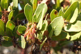 Image of Monterey manzanita