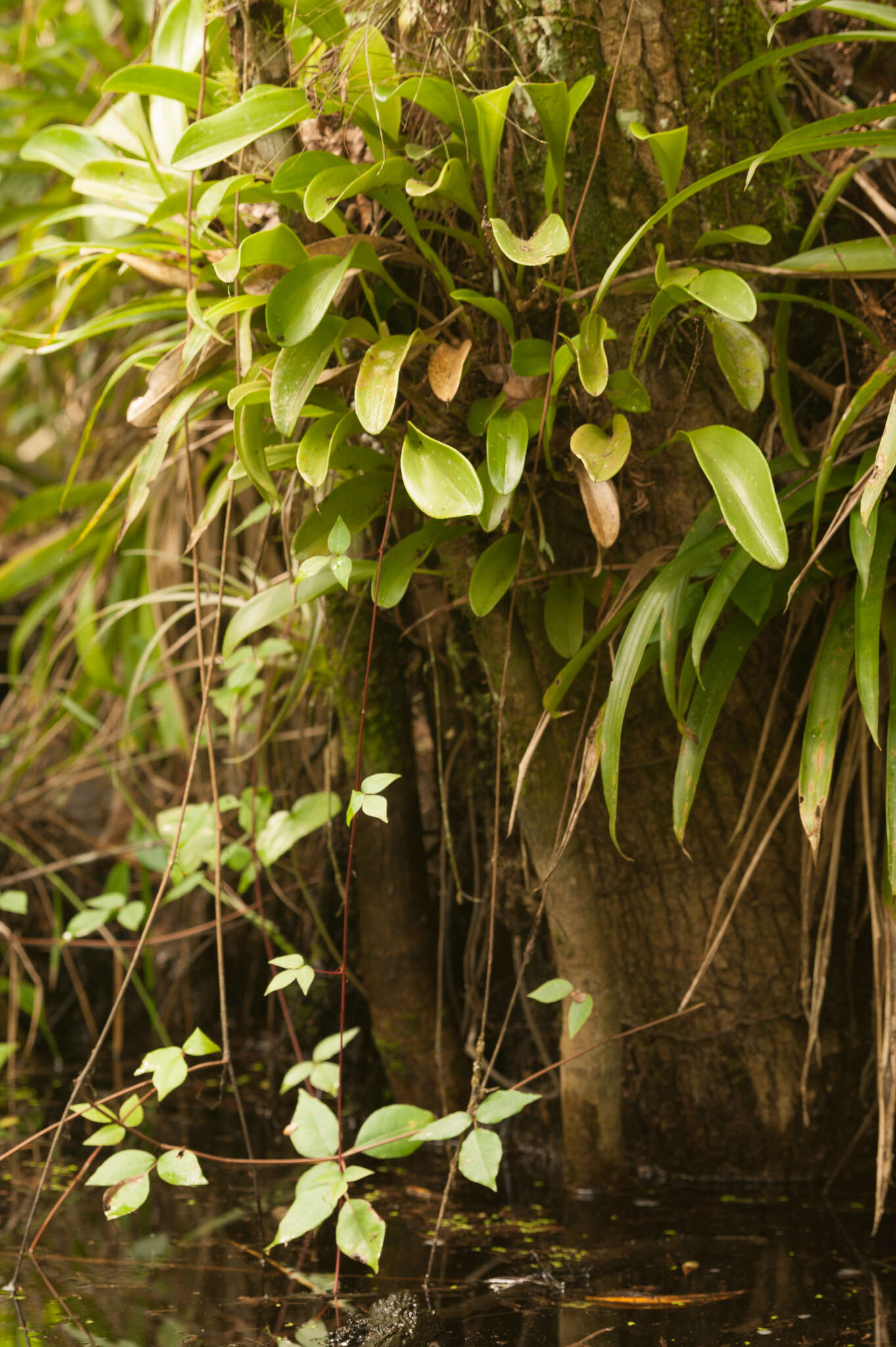 Image of flor de llanten