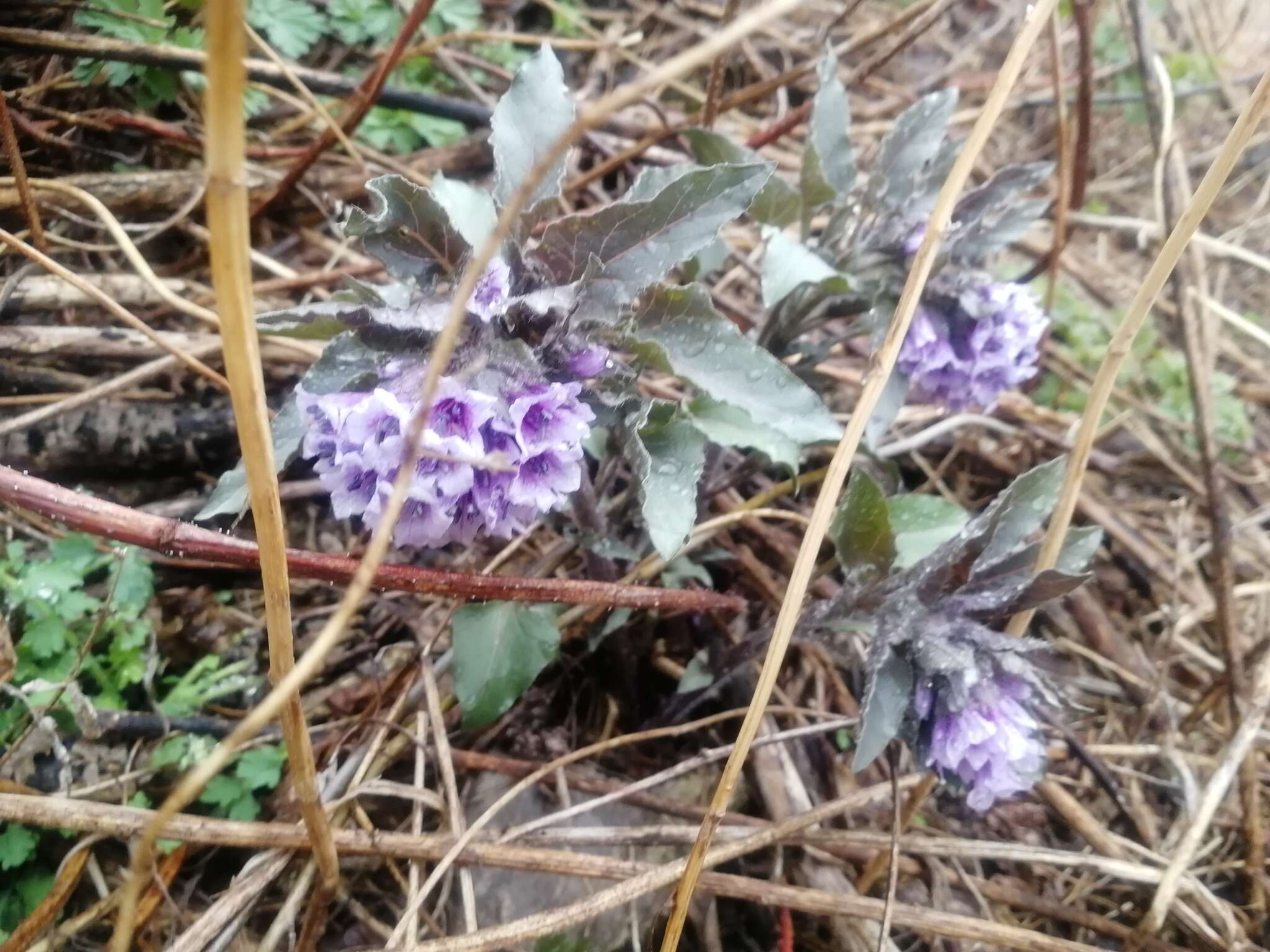 Image of Physochlaina physaloides (L.) G. Don