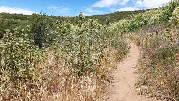 Image of imbricate phacelia