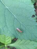 Image de Tetanocera valida Loew 1862