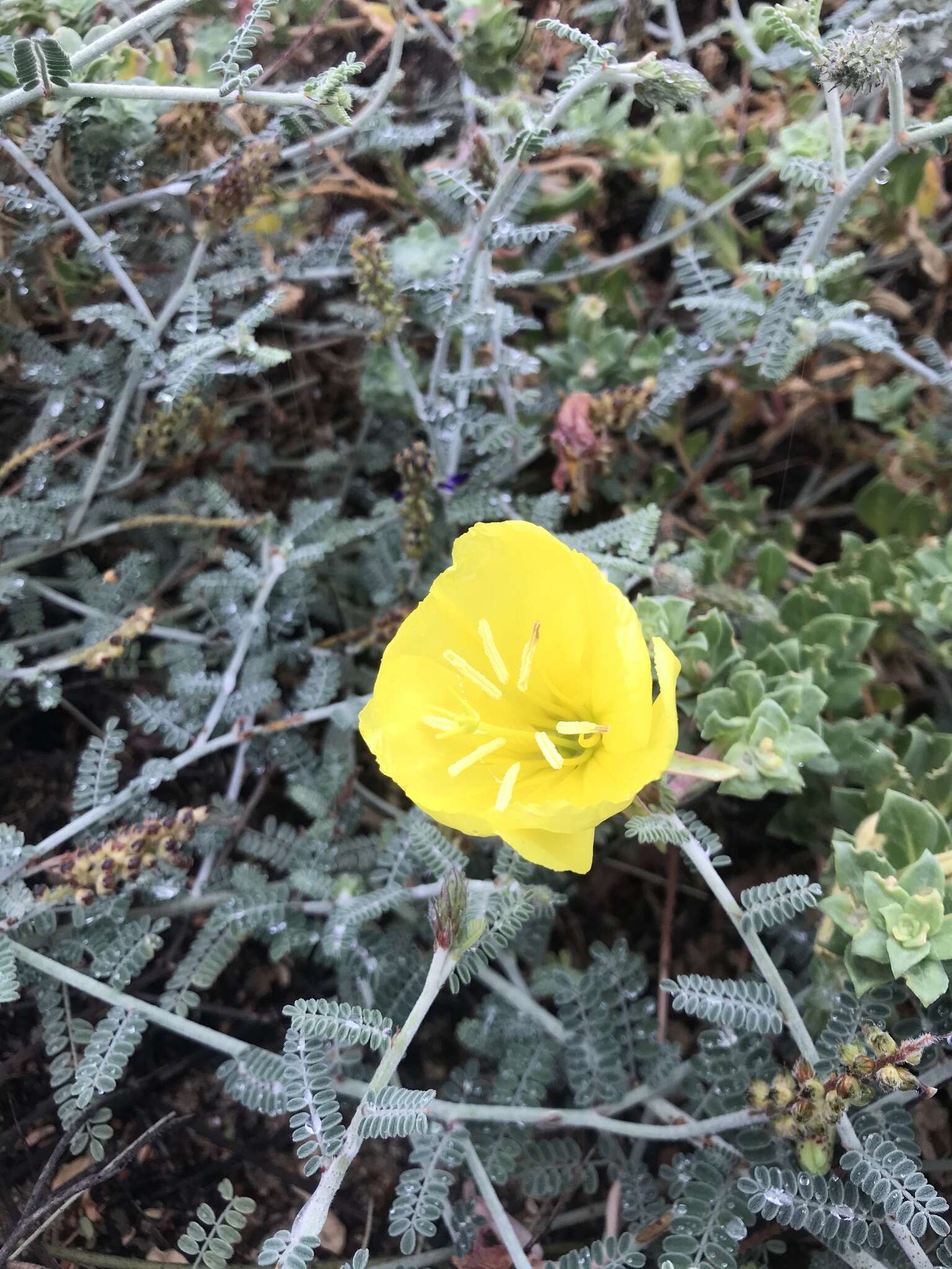 Image of Oenothera drummondii subsp. thalassaphila (Brandegee) W. Dietrich & W. L. Wagner