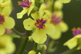 Image of nettle-leaf mullein