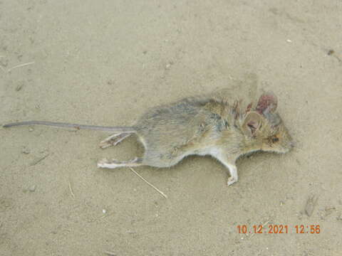 Image of Herb Field Mouse