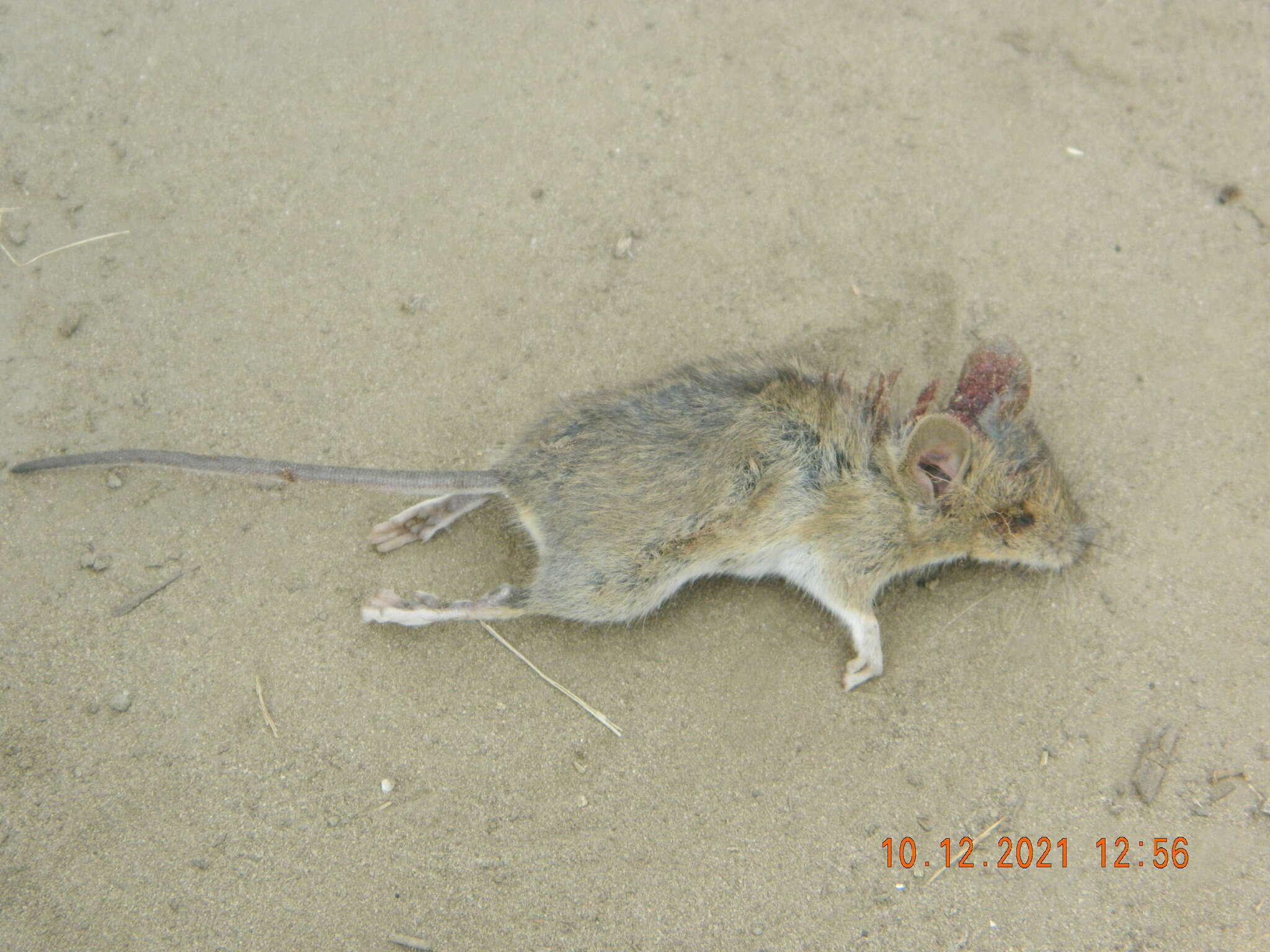 Image of Herb Field Mouse