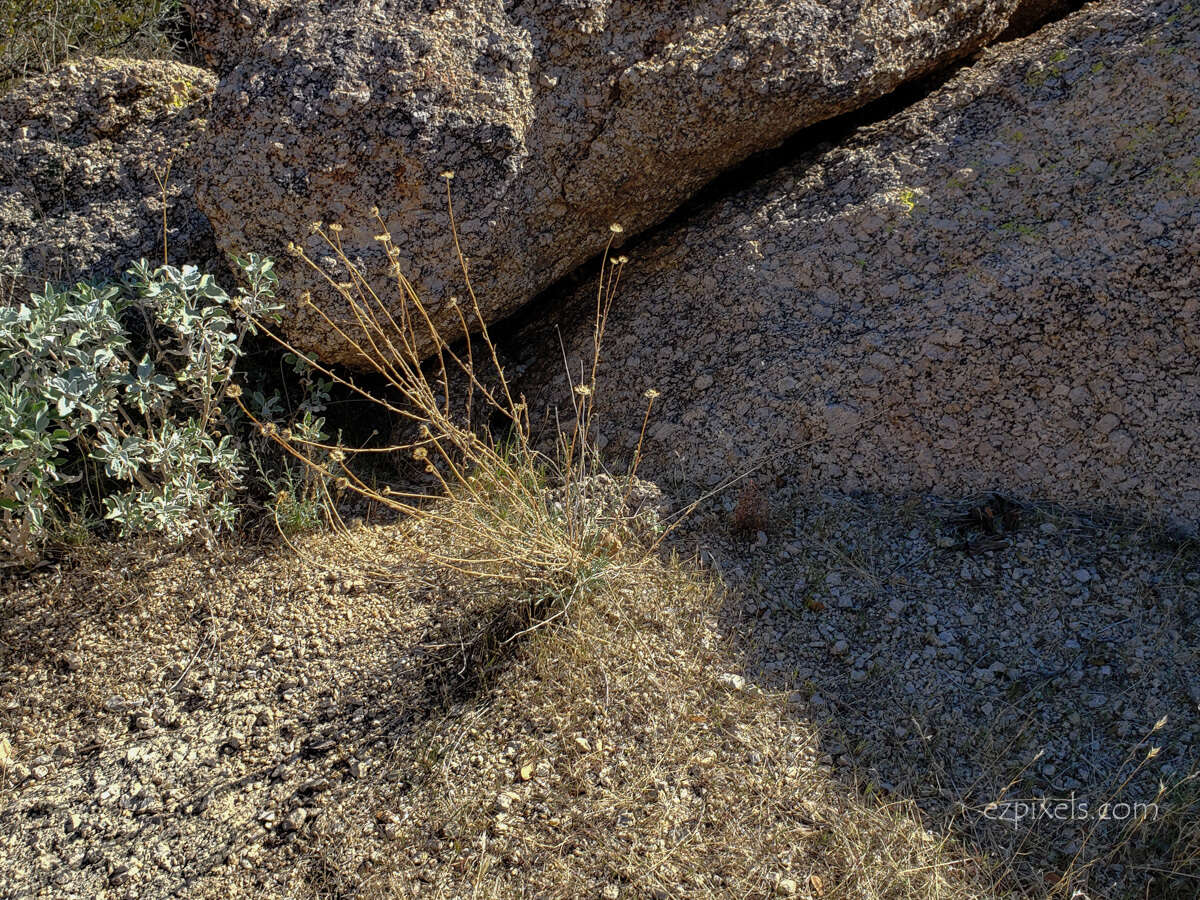 Imagem de Xanthisma spinulosum var. gooddingii (A. Nels.) D. R. Morgan & R. L. Hartman