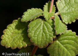 Image of Plectranthus madagascariensis (Pers.) Benth.