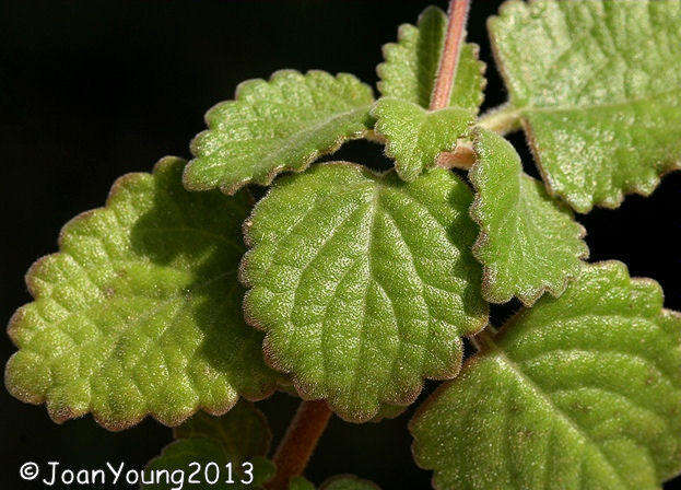 صورة Plectranthus madagascariensis (Pers.) Benth.