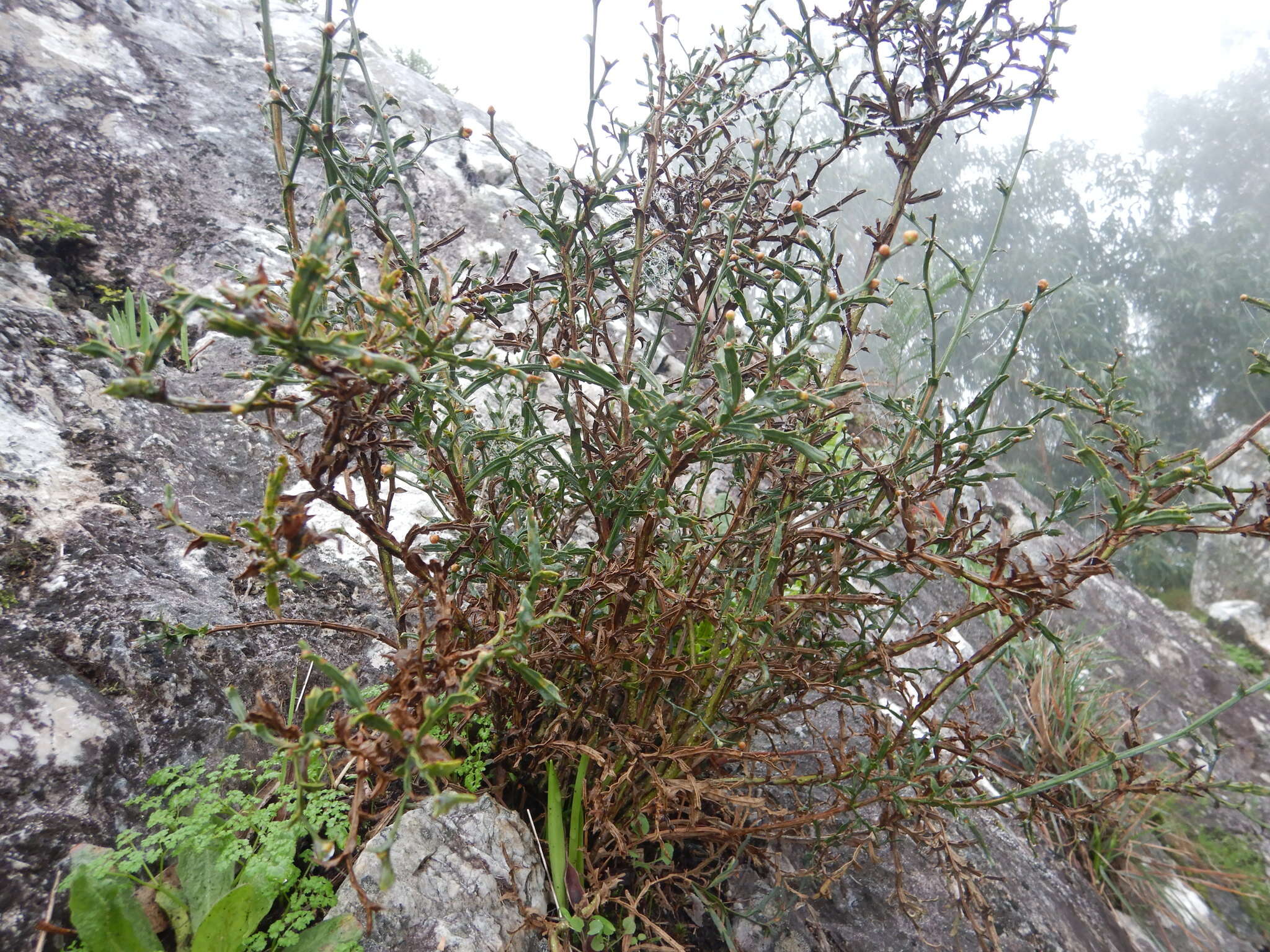 Imagem de Genista tridentata L.