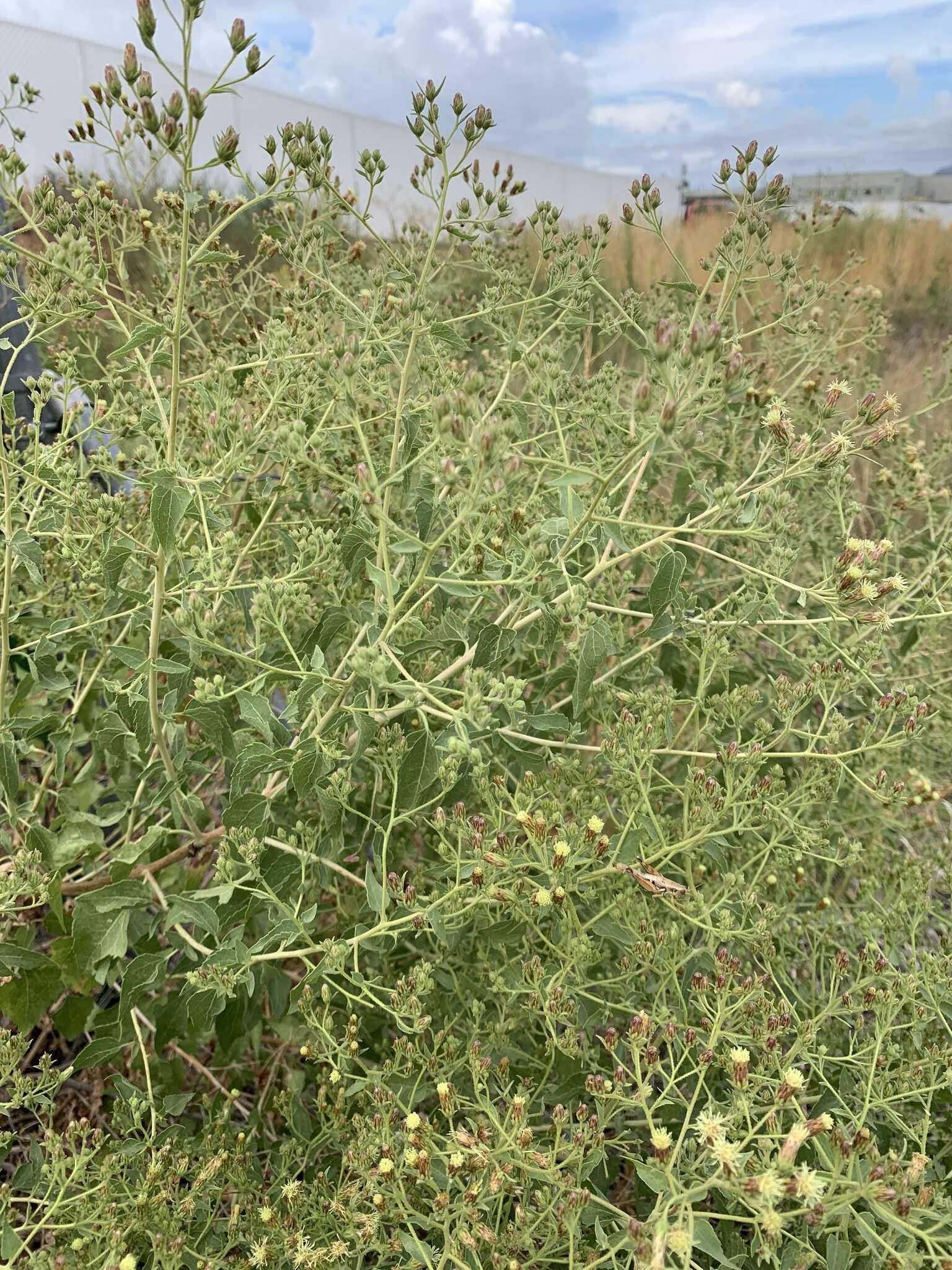 Brickellia floribunda A. Gray的圖片