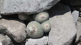 Image of Epithelantha greggii (Engelm.) Orcutt