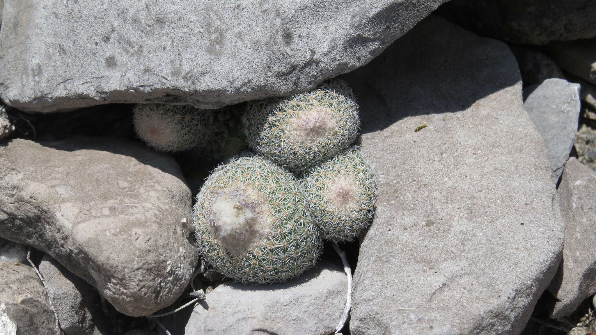 Image of Epithelantha greggii (Engelm.) Orcutt