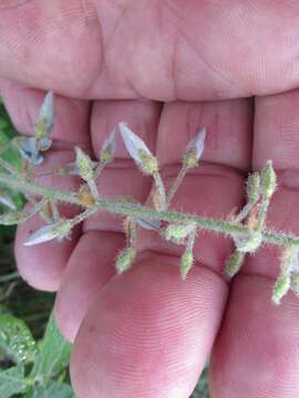 Image of hoary ticktrefoil